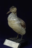 冠鷿鷈藏品圖，第15張